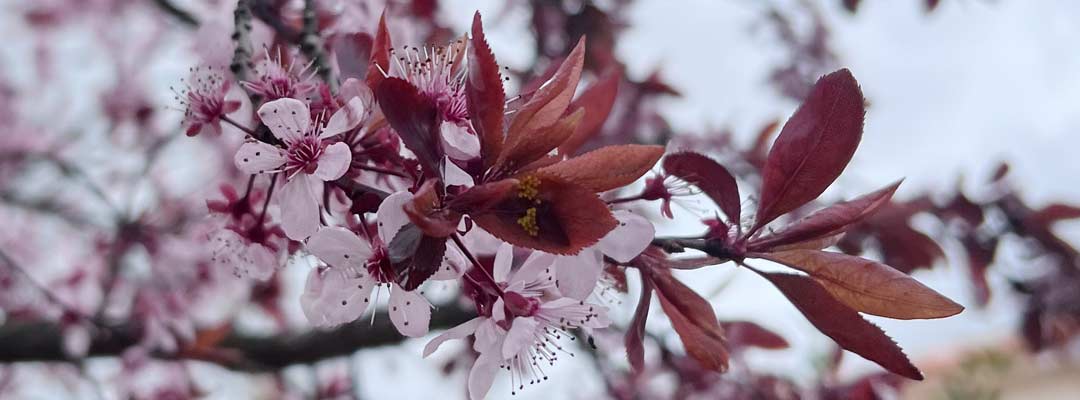 spring-scrapbooking-ideas-image-of-a-blossoming-tree spring blossoming tree branch